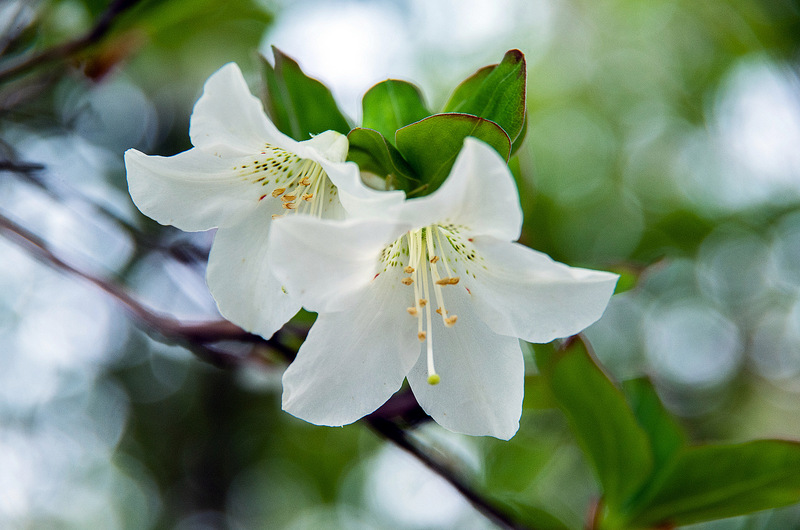 シロヤシオ（白八汐、学名：Rhododendron quinquefolium）別名：ゴヨウツツジ（五葉躑躅）、マツハダ