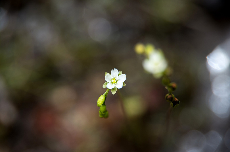 モウセンゴケ（毛氈苔、学名 Drosera rotundifolia）