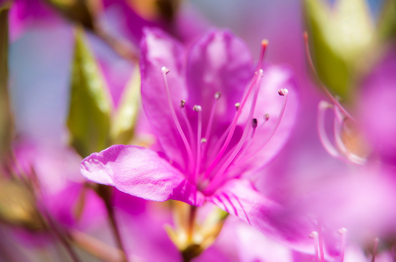 ミツバツツジ（三葉躑躅、学名：Rhododendron dilatatum）