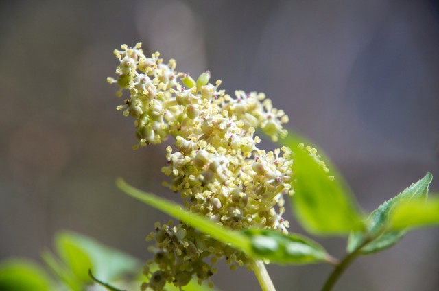 ニワトコ（接骨木、庭常、学名：Sambucus racemosa subsp. sieboldiana）