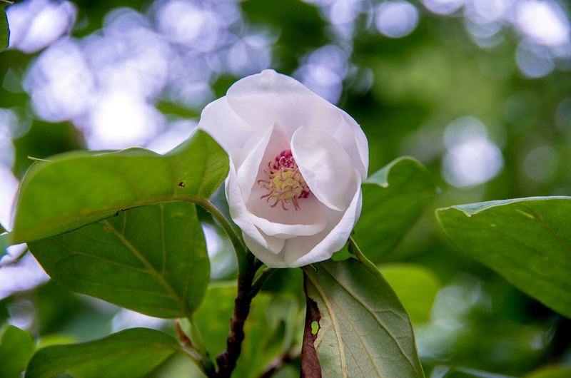オオヤマレンゲ（大山蓮華、学名：Magnolia sieboldii ssp. japonica）