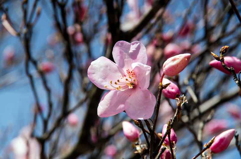 アカヤシオ（赤八汐、学名：Rhododendron pentaphyllum var. nikoense）