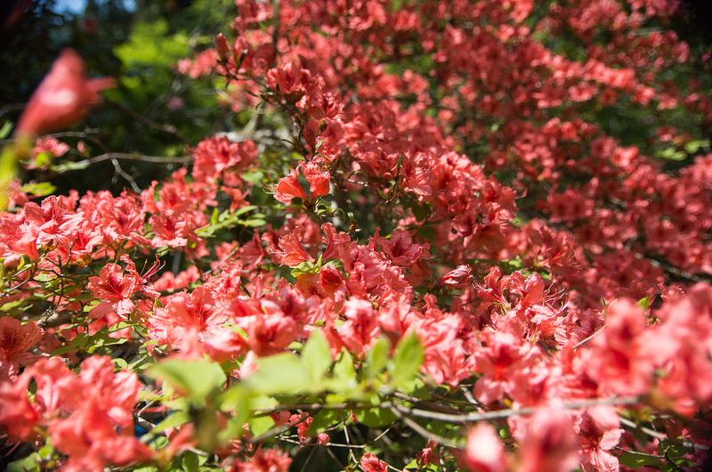 ヤマツツジ（山躑躅、学名：Rhododendron obtusum var. kaempferi）