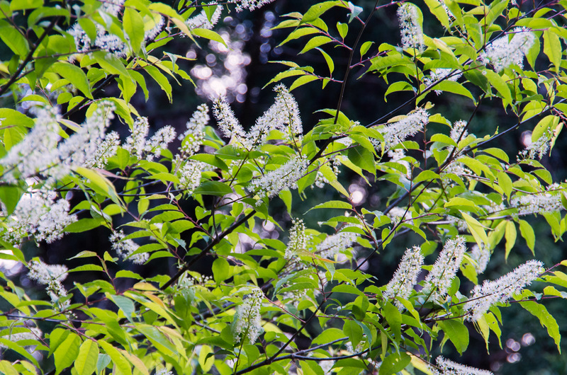 ウワズミザクラ（上溝桜、学名：Padus grayana.）