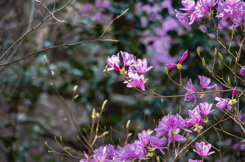 トウゴクミツバツツジ（東国三葉躑躅 学名Rhododendron wadanum）