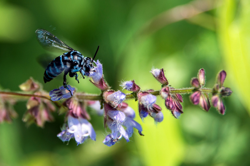 アキノタムラソウ（秋の田村草、学名：Salvia japonica）と幸せを呼ぶ青い蜂 ブルー・ビー