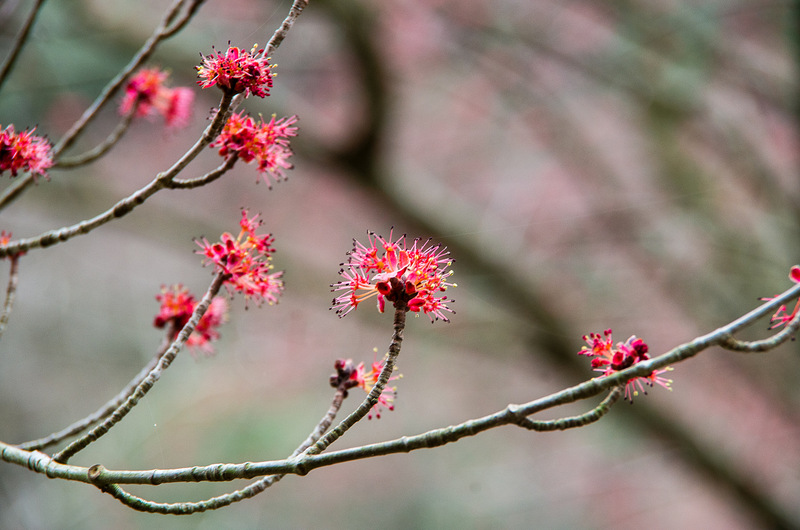 ハナノキ（花の木、学名 Acer pycnanthum）