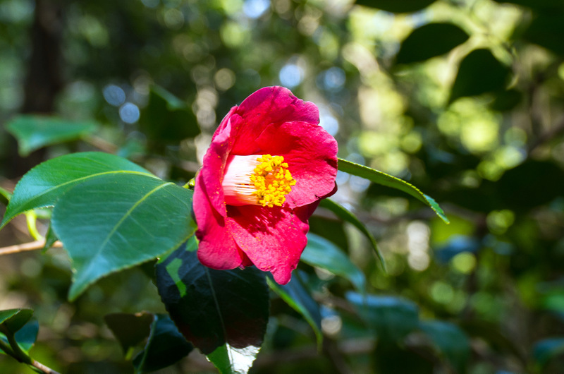 ヤブツバキ（藪椿、学名: Camellia japonica）