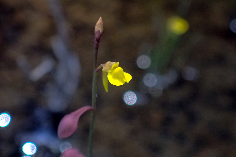 ミミカキグサ(耳掻き草、Utricularia bifida)