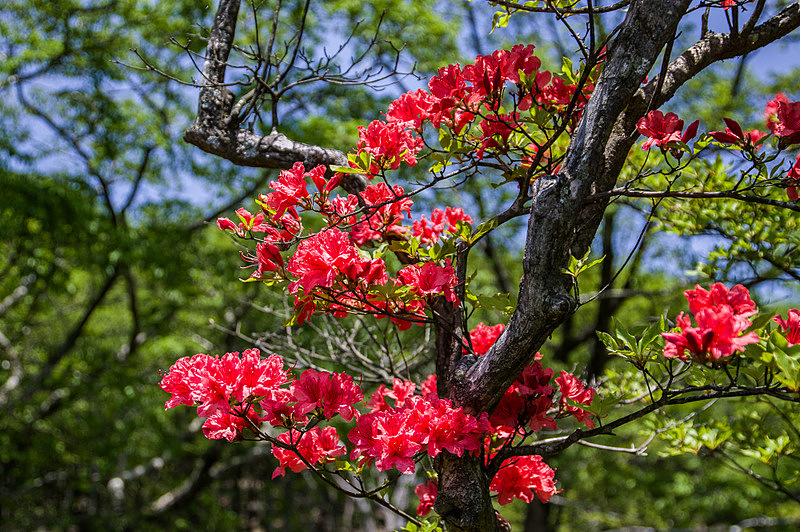 ヤマツツジ（山躑躅、学名：Rhododendron kaempferi）