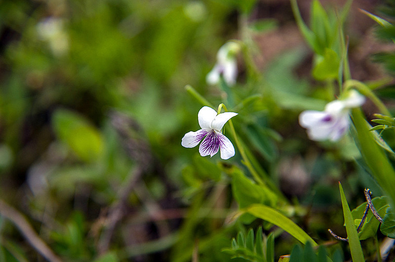 ニョイスミレ（如意菫、学名：Viola verecunda）