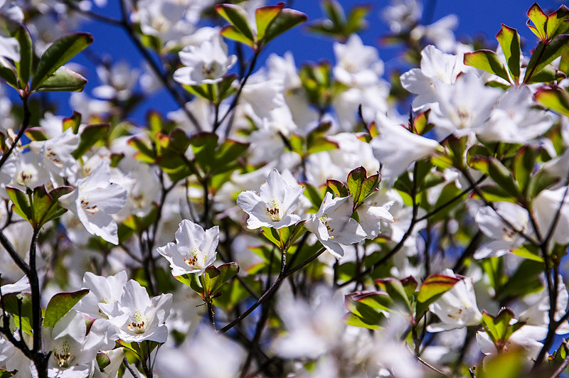 シロヤシオ（白八汐、学名：Rhododendron quinquefolium）