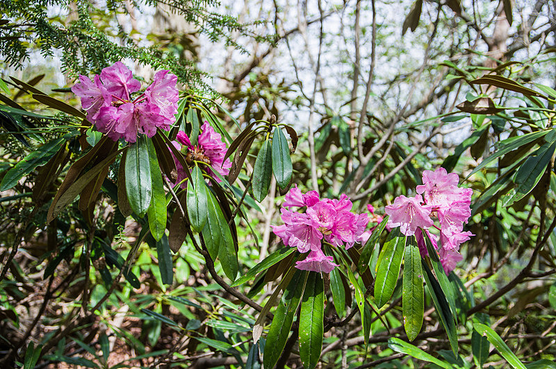 ホンシャクナゲ（本石楠花、学名：Rhododendron metternichii var. hondoensis）