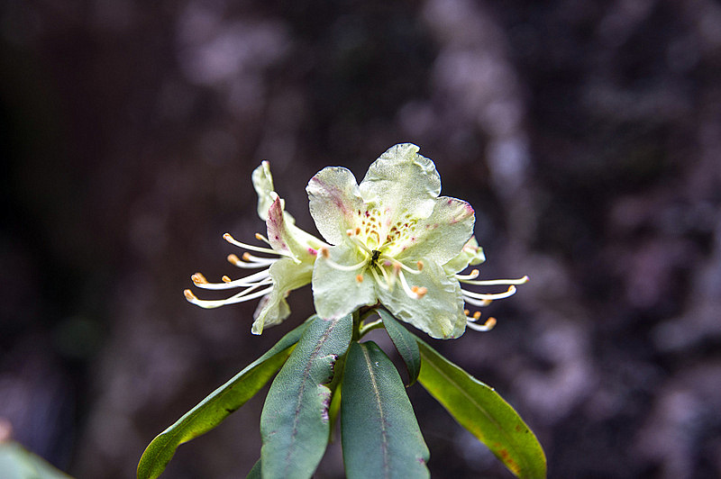 ヒカゲツツジ（日陰躑躅、学名：Rhododendron keiskei）
