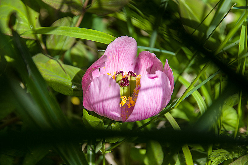 ベニバナヤマシャクヤク（紅花山芍薬、学名：Paeonia obovata）