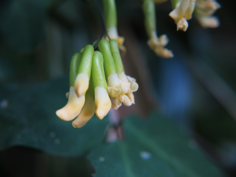 ノササゲ（野大角豆、学名：Dumasia truncata）