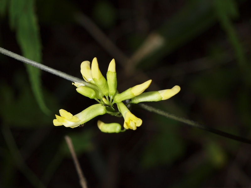 ノササゲ（野大角豆、学名：Dumasia truncata）