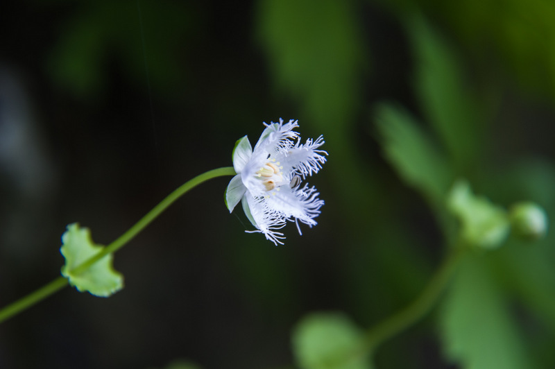 シラヒゲソウ（白髭草、学名：Parnassia foliosa var. nummularia）