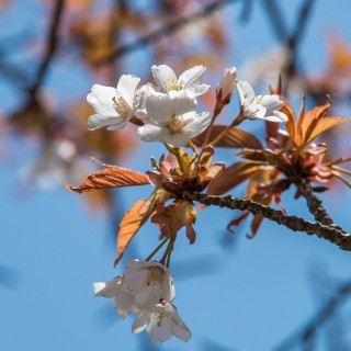 ヤマザクラ（山桜、学名：Cerasus jamasakura (Siebold ex Koidz.) H.Ohba, 1992）(Synonym : Prunus jamasakura Sieb. ex Koidz., 1911)