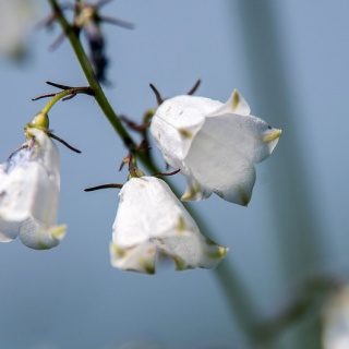 シロバナツリガネニンジン（白花釣鐘人参、学名：Adenophora triphylla var. japonica f. albiflora）
