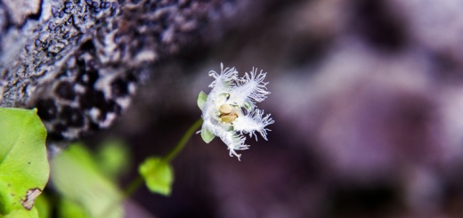 シラヒゲソウ（白髭草、学名：Parnassia foliosa var. nummularia）