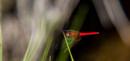 ハッチョウトンボ（八丁蜻蛉、学名：Nannophya pygmaea ）