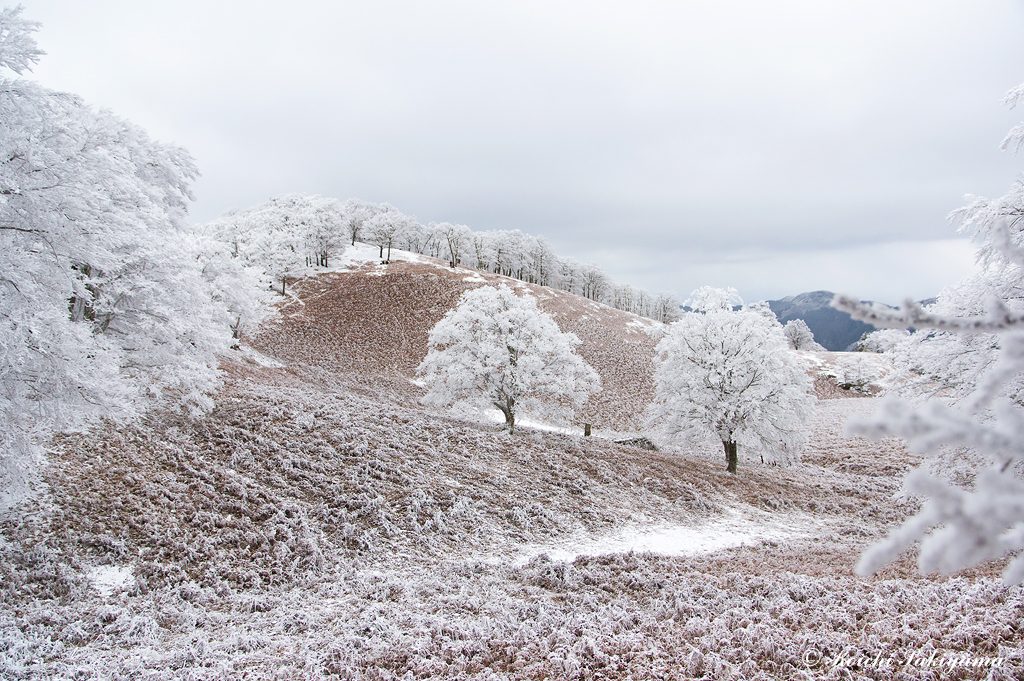 前山直下の旧ゲレンデは、広く開け雪景色の似合う場所です。