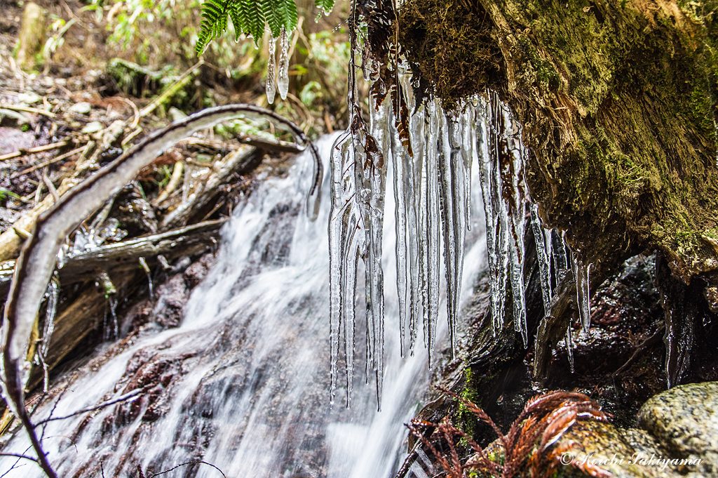 まだまだ初冬…これから低温が続けば滝も凍り始めるでしょう。