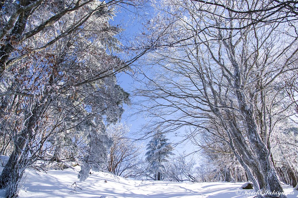 栃尾辻の先から登山道を離れ尾根を直登すると積雪量が増えてきます。