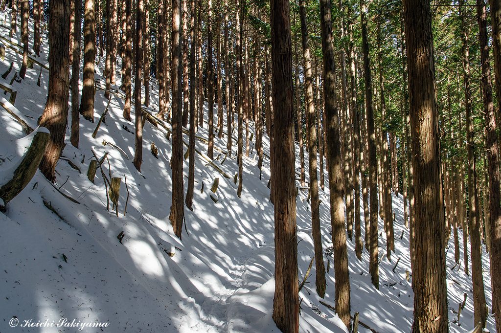法力峠までは植林地の中を歩きますが、積雪量は足首程度です。