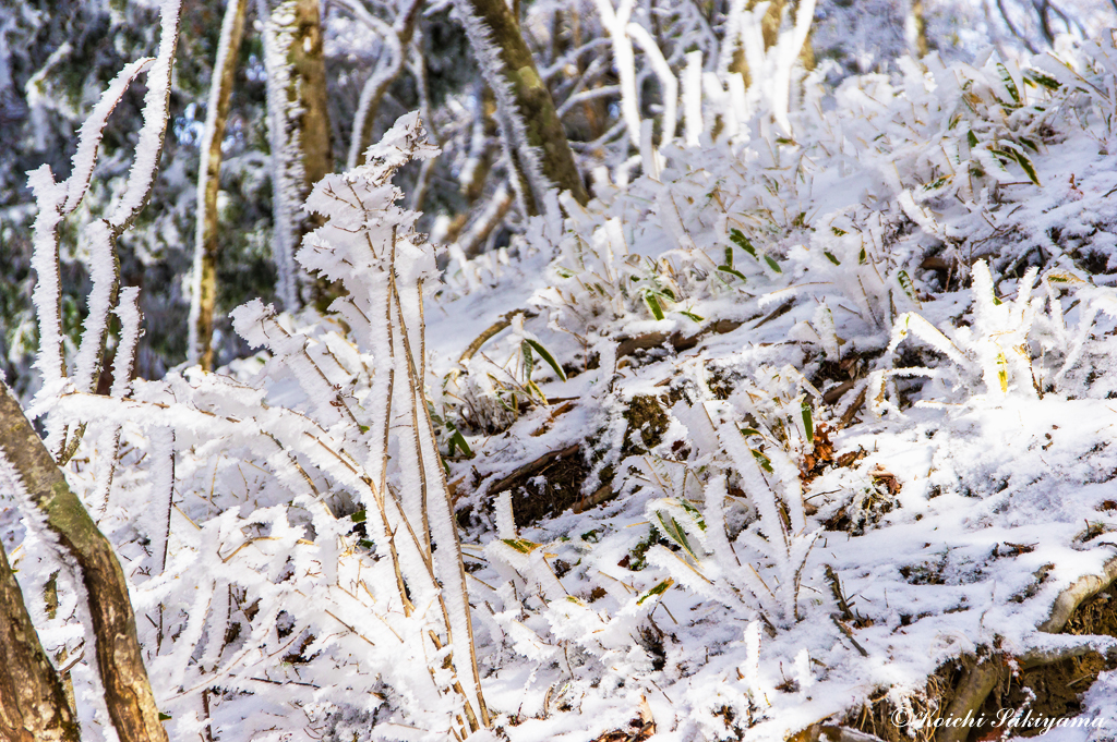 林床も霧氷のついた低木や草で賑っています。