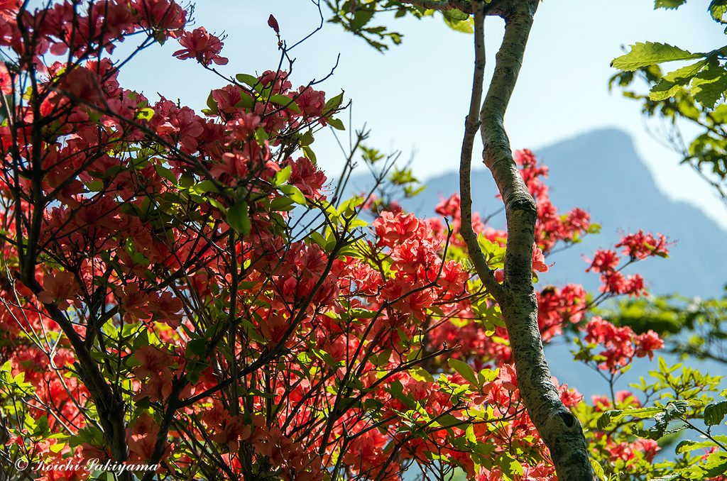 ヤマツツジ（山躑躅、学名：Rhododendron kaempferi）
