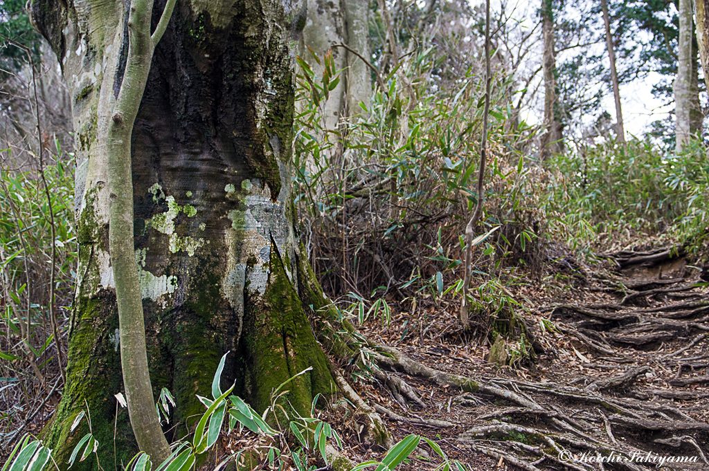 六地蔵尾根はブナの大木が多く、美しい木肌を見ることができます